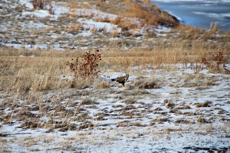 Hawk with a mouse.