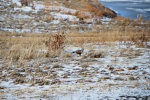 Hawk with a mouse.