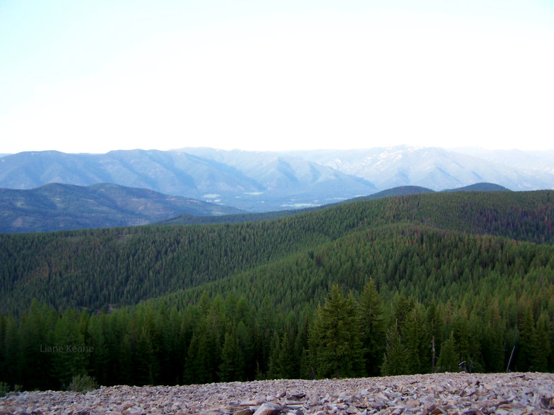 Montana Forest