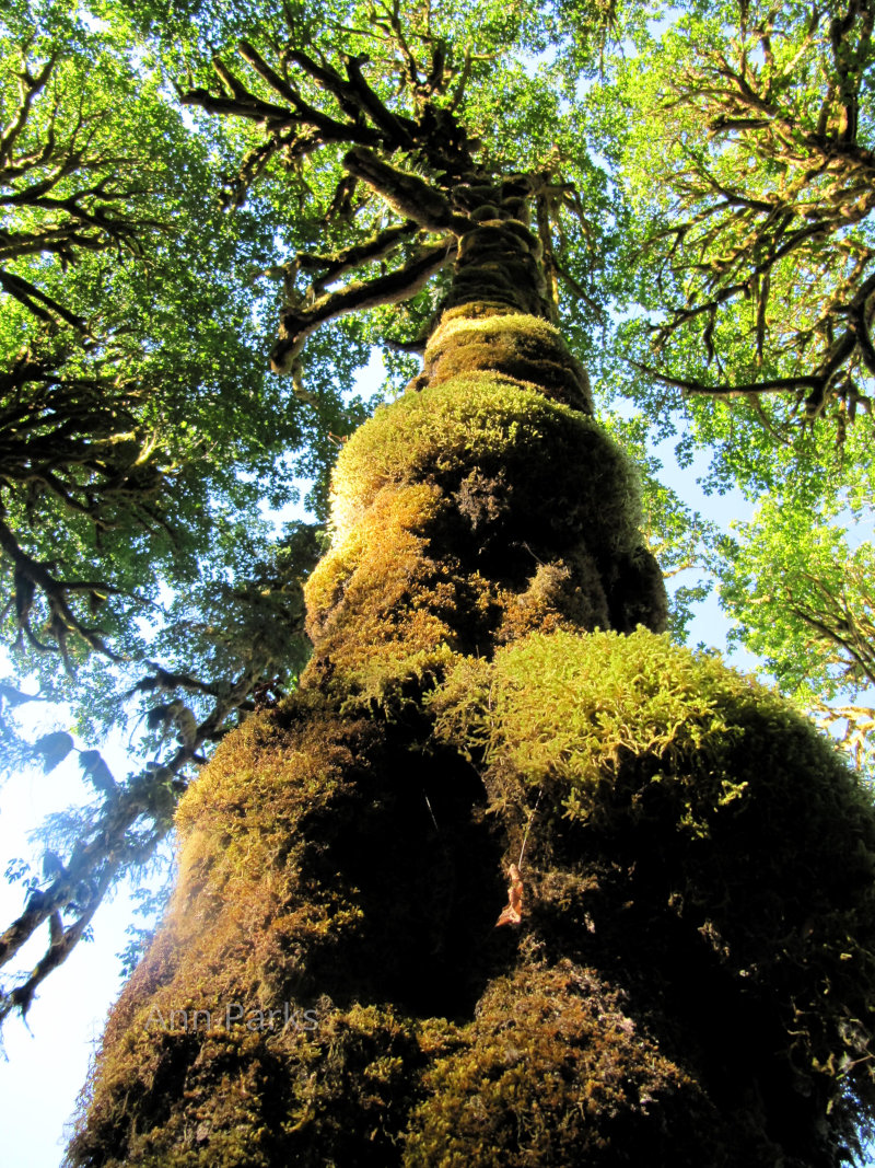 Moss in Washington State