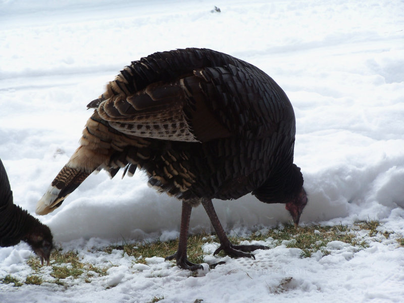 Turkey foraging in the snow.