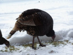 Turkey foraging in the snow.