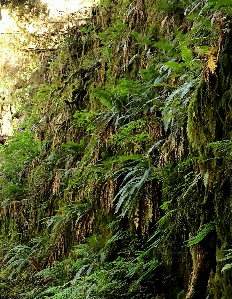 Fern Gully?