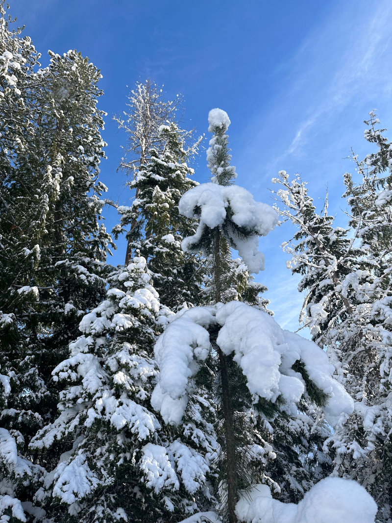 Thick Snow