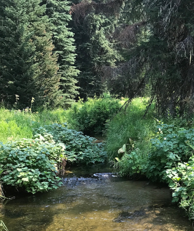 Creek in Idaho