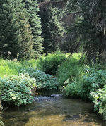 Creek in Idaho