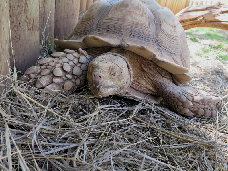 Tortoise in South Dakota Reptile Gardens