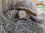 Tortoise in South Dakota Reptile Gardens