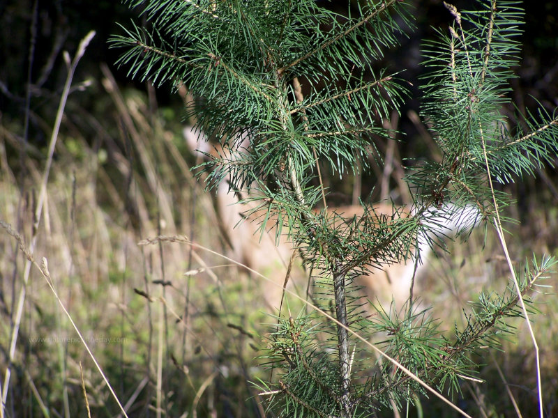 Tree and grass