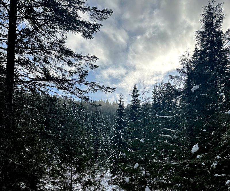 Snow covered trees in Idaho