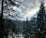 Snow covered trees in Idaho