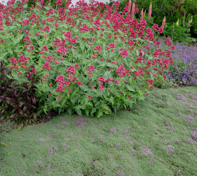 May Flowers