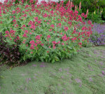 May Flowers