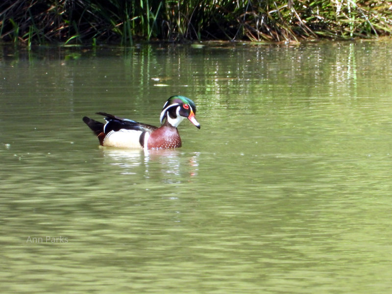 Wood Duck