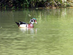 Wood Duck