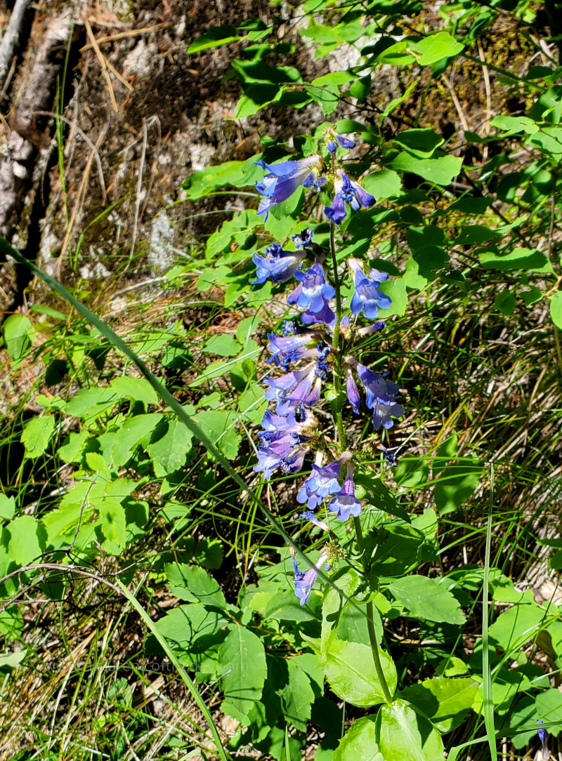 Bluebells in Idaho