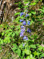 Bluebells in Idaho