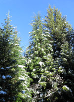 Snow on Trees