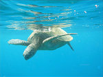 Sea Turtle in Maui