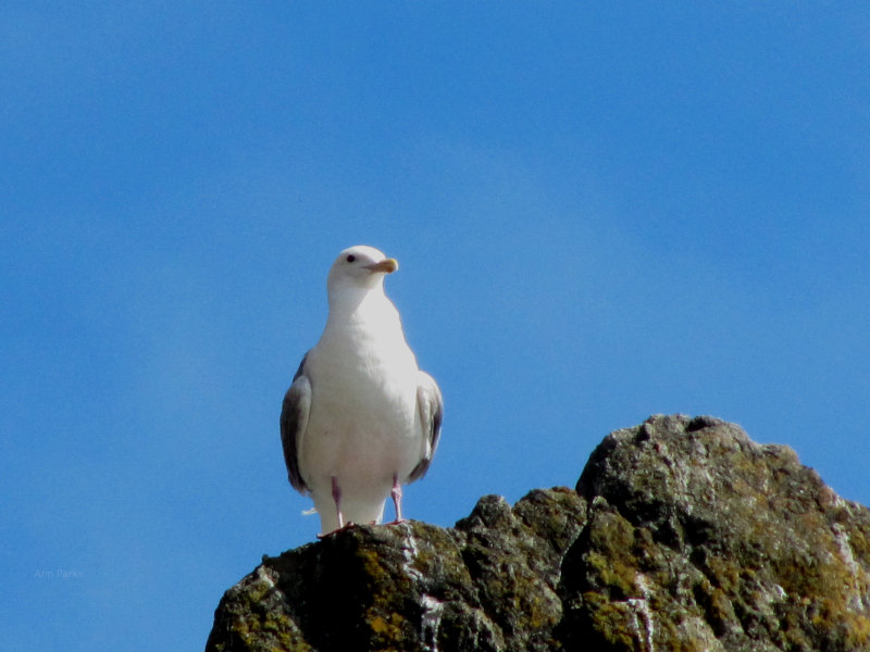 A seagull, of course.