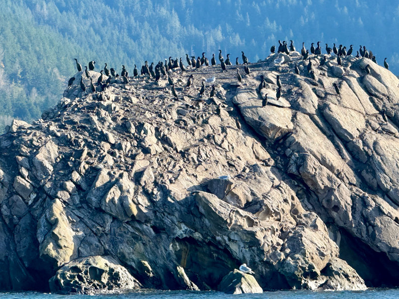 Chuckanut Rock in Bellingham Bay