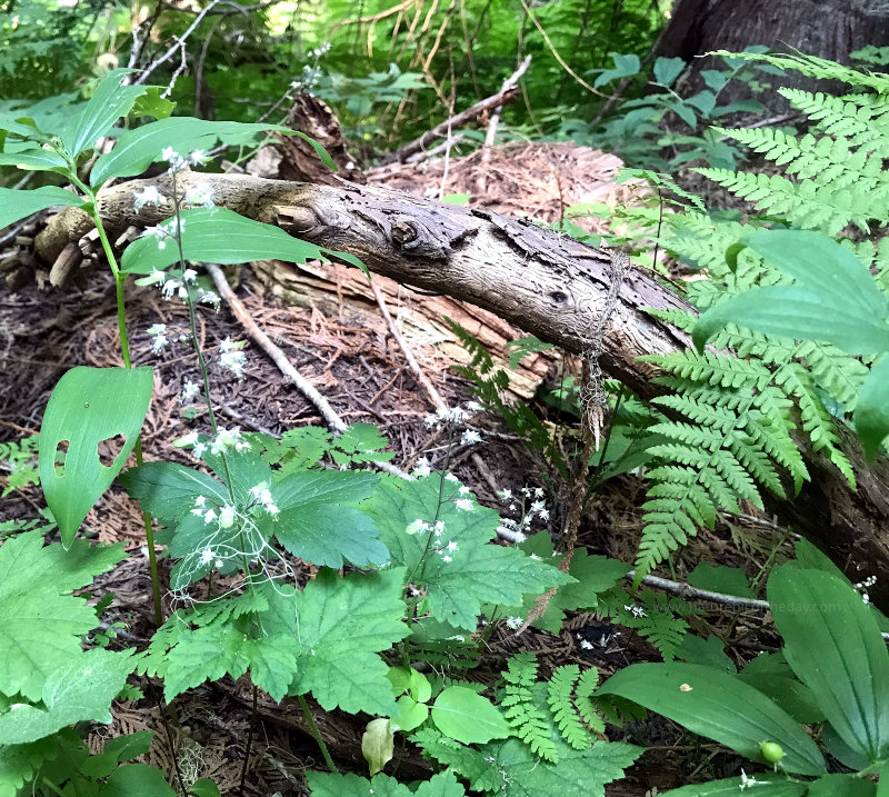 Flowers in the Forest