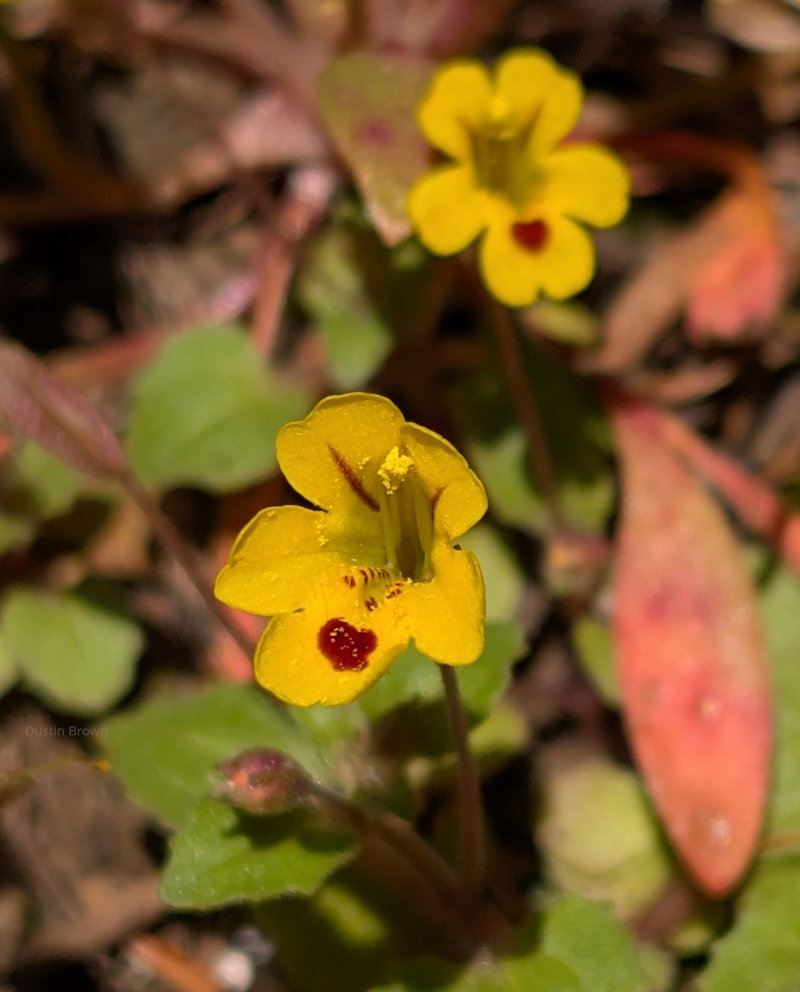 Flowers in the Columbia River Gorge