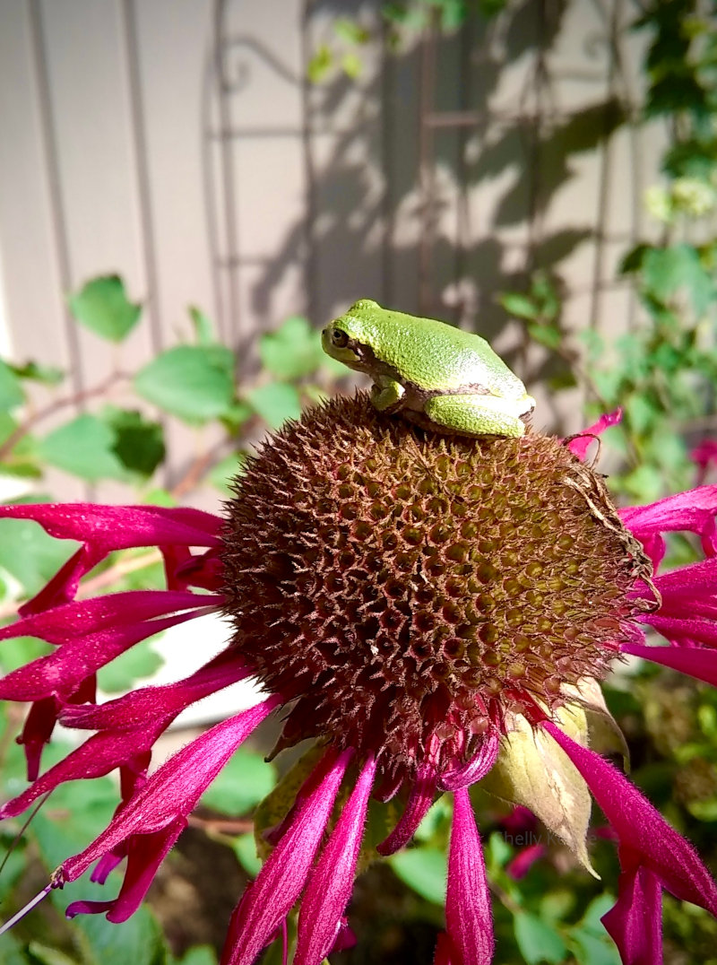 Walking in Lake Elmo, MN