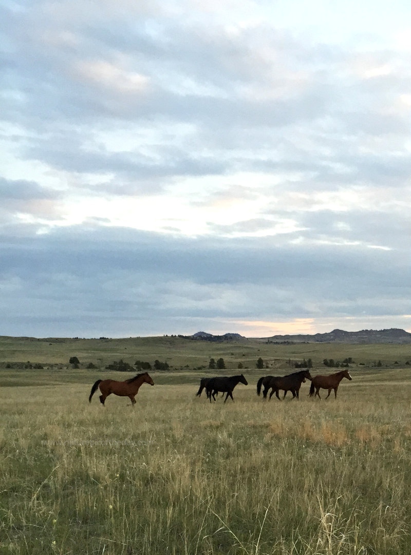 Horses in Montana
