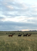 Horses in Montana