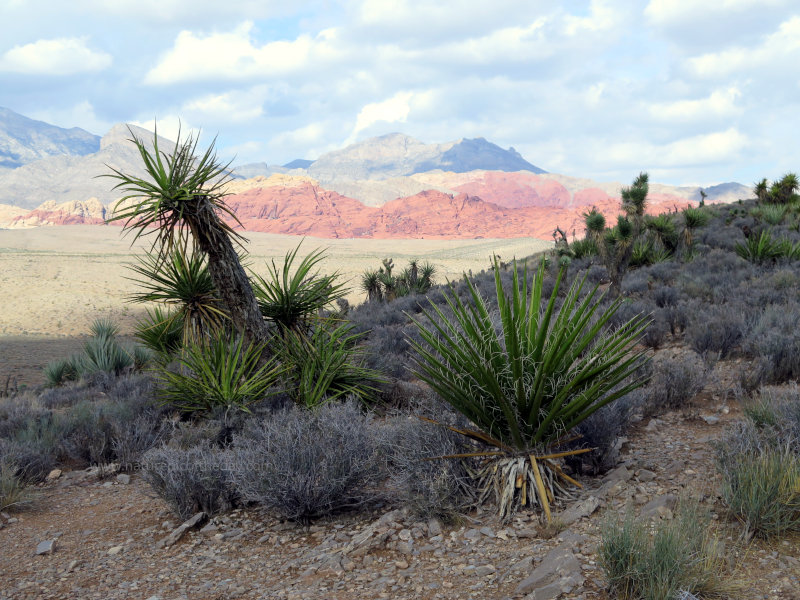 Desert near Red Rock Canyon National Conservation Area