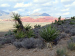 Desert near Red Rock Canyon National Conservation Area