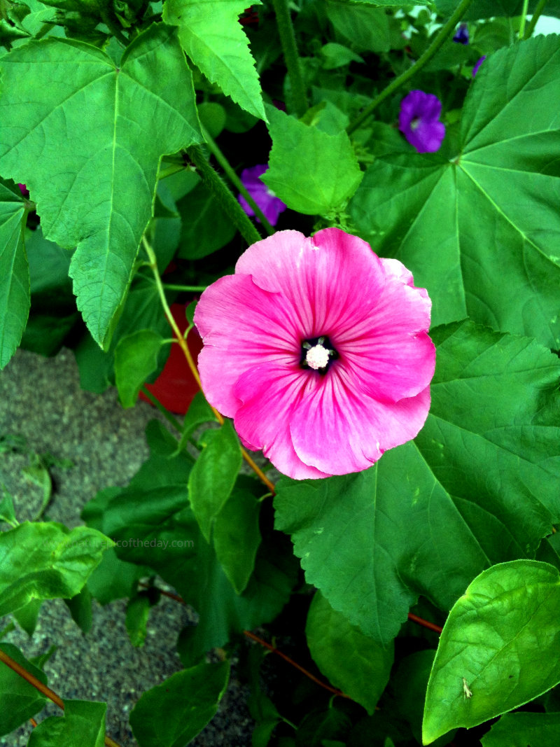 Rose Mallow flower