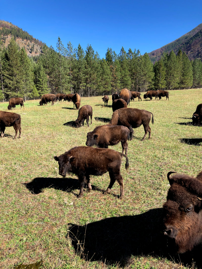 Buffalo in Montana