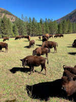 Buffalo in Montana