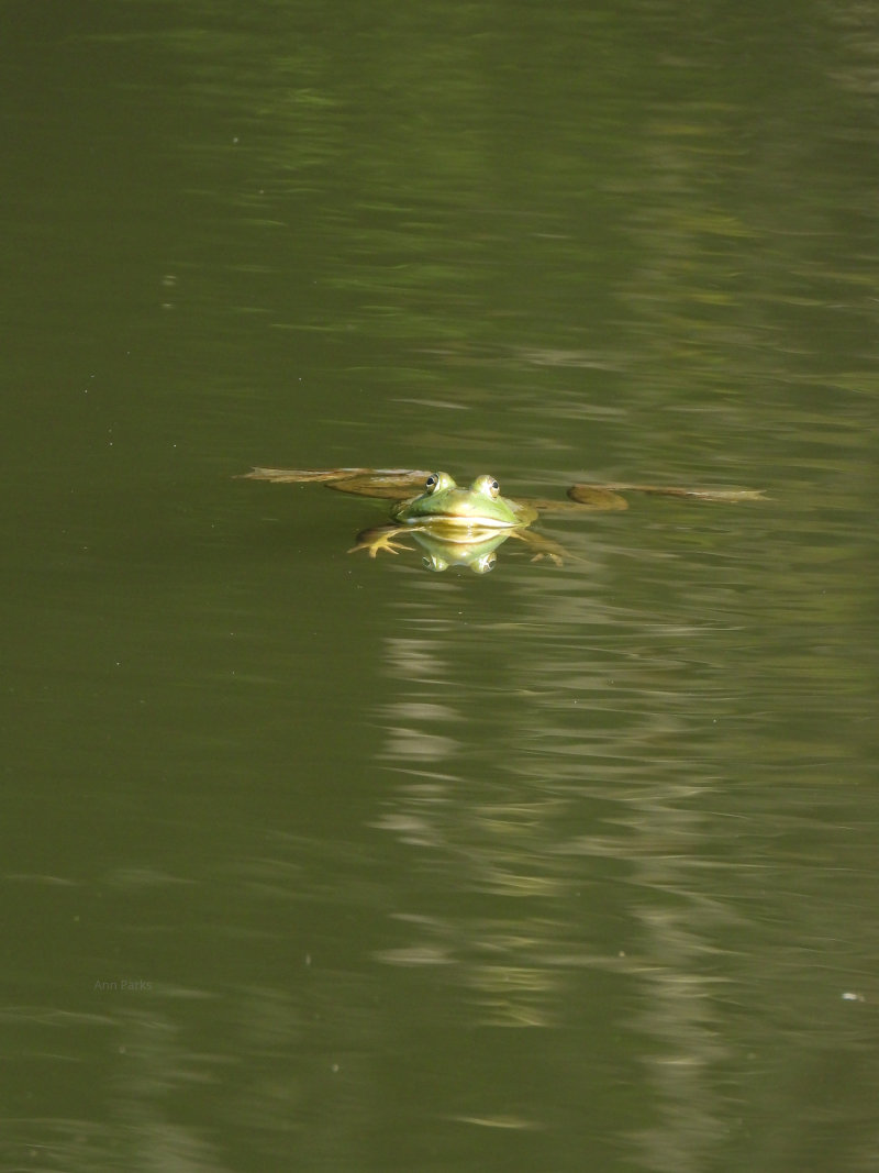 Bullfrog