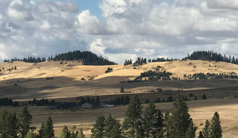 Harvest on the Palouse