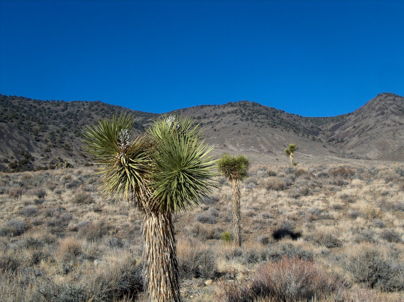 Joshua trees in California