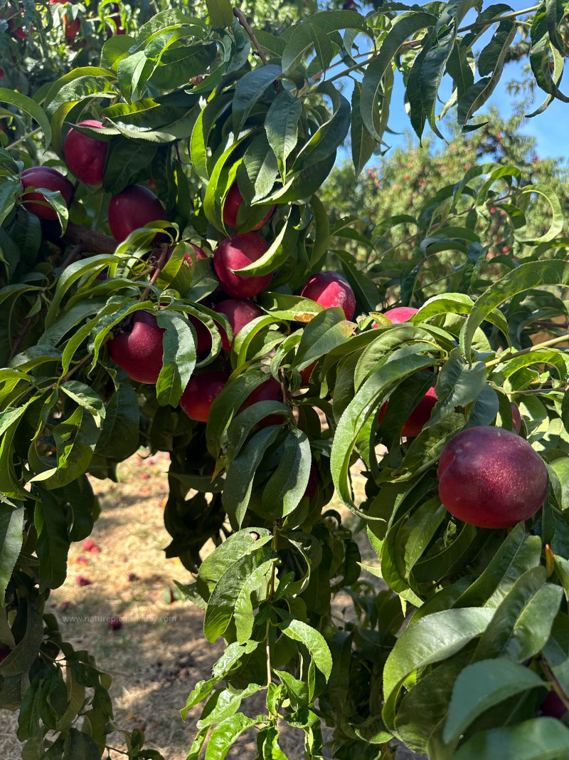 Nectarines on the tree