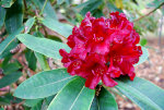 Rhododendron