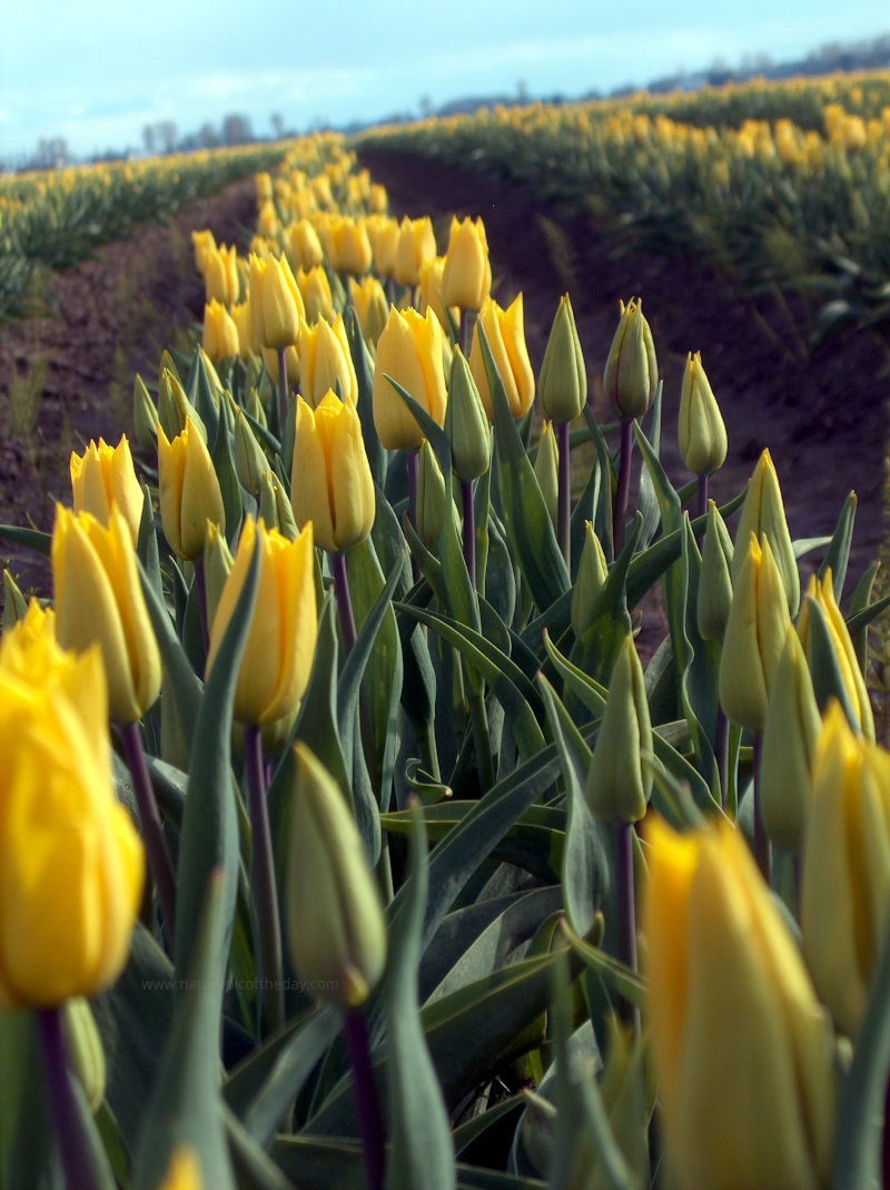 Tulips in Skagit Valley