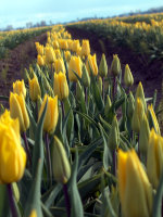 Tulips in Skagit Valley