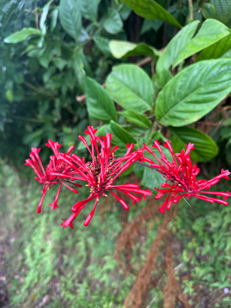 Flower parts in Hawaii