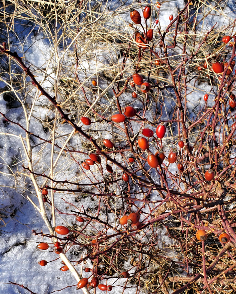 Berries on a rose bush.