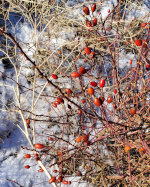 Berries on a rose bush.