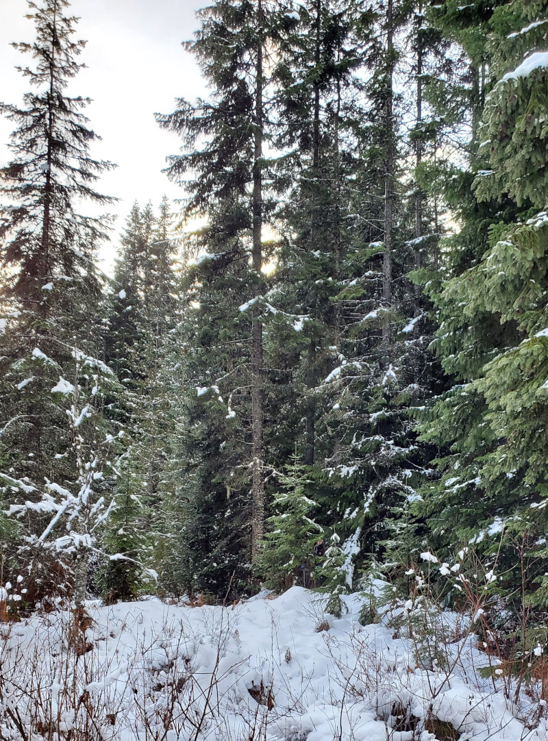 Winter in the forest