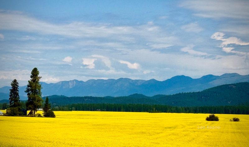 Canola fields near Whitefish, Montana