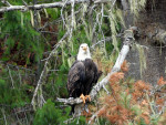 Bald Eagle gripping it
