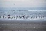 Sea birds in Washington State