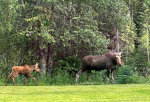 Montana Moose